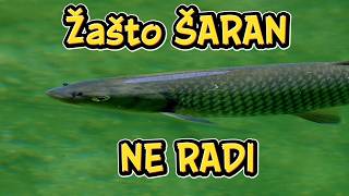 E Moj Mile Nisi Kriv (Što Ti Šaran Ne Radi 🎣) - Bole Mala Dvojka 🎶