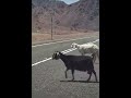 ليش مقيدين العنز والنعجه ليش مقيدين العنز والنعجه