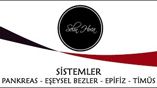 Arşi̇v 7 Endokrin Sistem - Pankreas-Eşeysel Bezler - Epifiz -Timüs Bezi-11. Sınıf Biyolojiayt