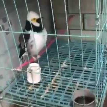 Jalak Hongkong Gacor Vol.9