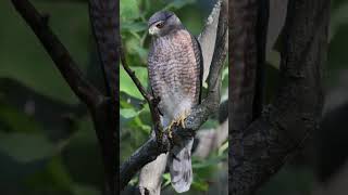 Cooper’s Hawk