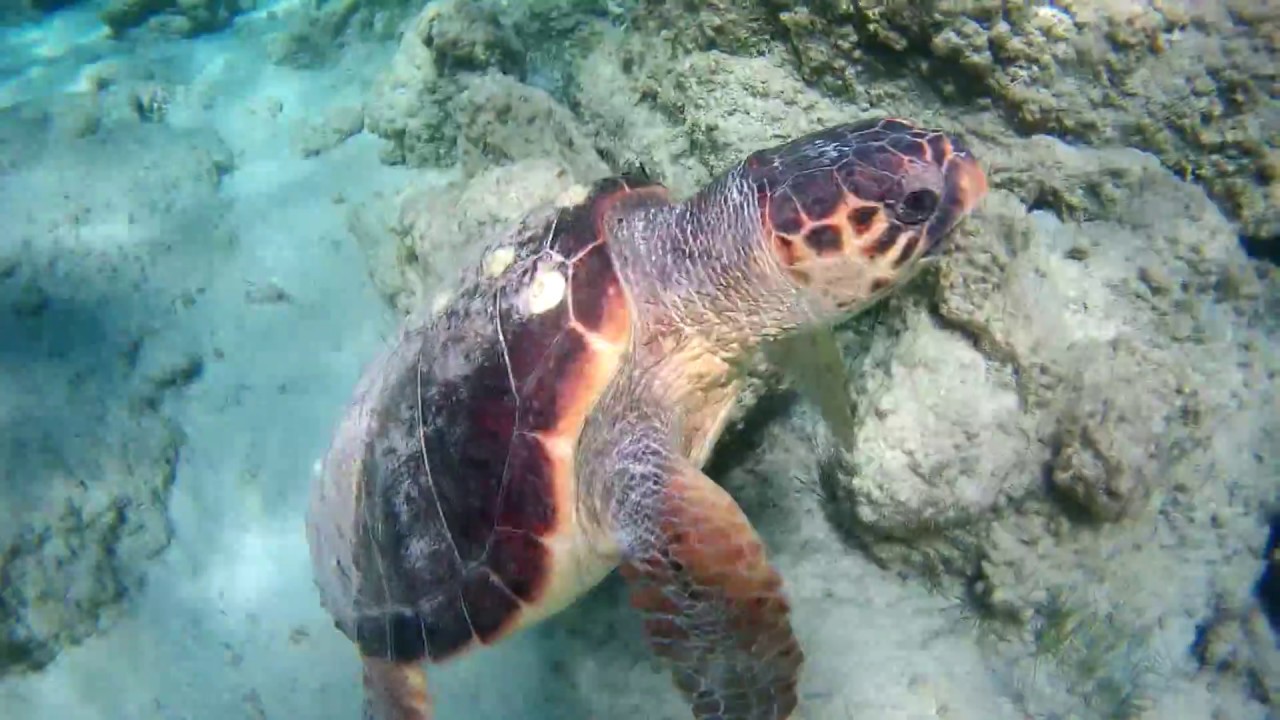 Spotkanie z żółwiem Morze Śródziemne - Elafonisi Kreta | Meeting with turtles  - Elafonisi Crete