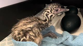 Emu Miracle: Our Ranch Welcomes the First Adorable Emu Hatchling