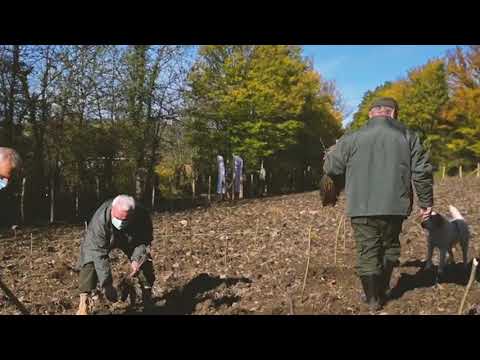 აჯამეთის აღკვეთილის ტერიტორიაზე 500 ძირი მუხის ხე დაირგო