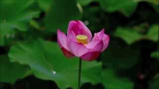 The Water Lily