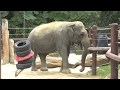 view B-Roll: Asian Elephant Shanthi at the Smithsonian&apos;s National Zoo digital asset number 1