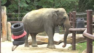 BRoll: Asian Elephant Shanthi at the Smithsonian's National Zoo