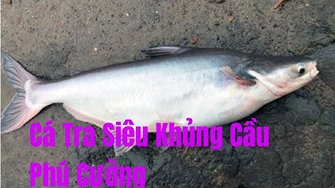 Cá tra cầu Phú Cường siêu khủng| Câu Vui Fishing