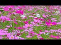 格桑花开 格桑花开