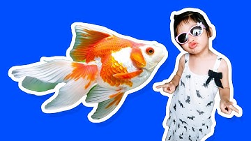 Bé đi mua cá cảnh : Cá 3 đuôi - Cá vàng - Cá bảy màu - cá Tứ vân - Cá Xê can - Cá Secan