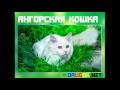 Ангорская кошка