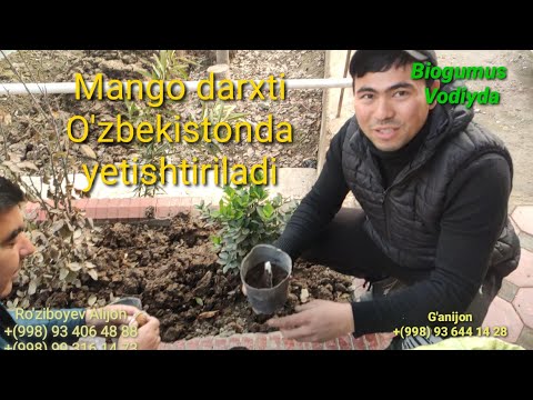 Video: Urug'dan nok daraxtini qanday etishtirish kerak (rasmlar bilan)