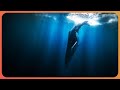 Shutting Down The Whale Hunting Industry | The Blue Realm | Real Wild