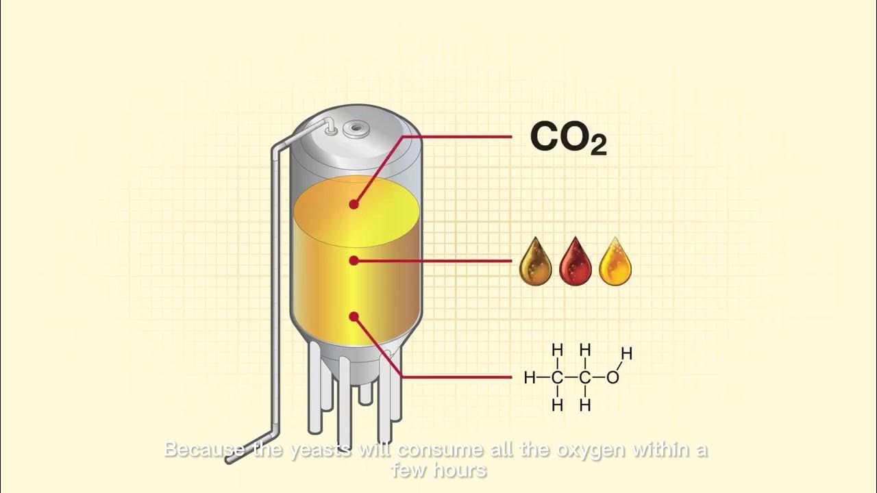 The process of wort oxygenation beer brewing equipment display YouTube