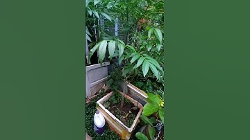 cây cóc này ra trái được chưa mọi người ơi #shorts