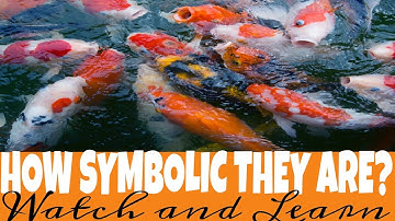 HOW SPECIAL THE KOI FISH ARE?|Teach herefiles