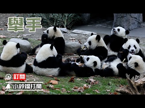 《熊貓早晚安》團子聚會，誰想加入？ | iPanda熊貓頻道