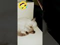 Bahot Roza Laga Hei disturb mat karo😂😂#viral #cat #viralvideo #india #vitalshorts