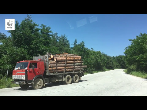 Видео: Как пренасяте дълга дървесина в камион?