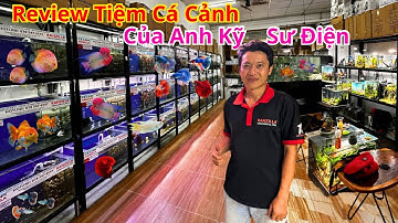 Tham Quan Tiệm Cá Cảnh Của Anh Kỹ Sư Điện | Betta Sales