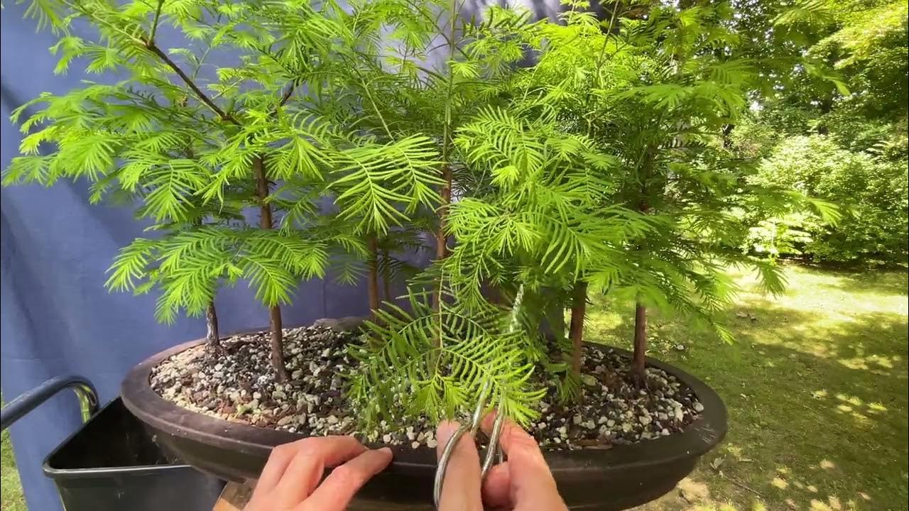 First Pruning of My Dawn Redwood Forest. 20Jun2024 YouTube