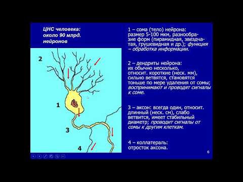 Дубынин В. А. - Физиология сенсорных и двигательных систем - Органы чувств и мозг