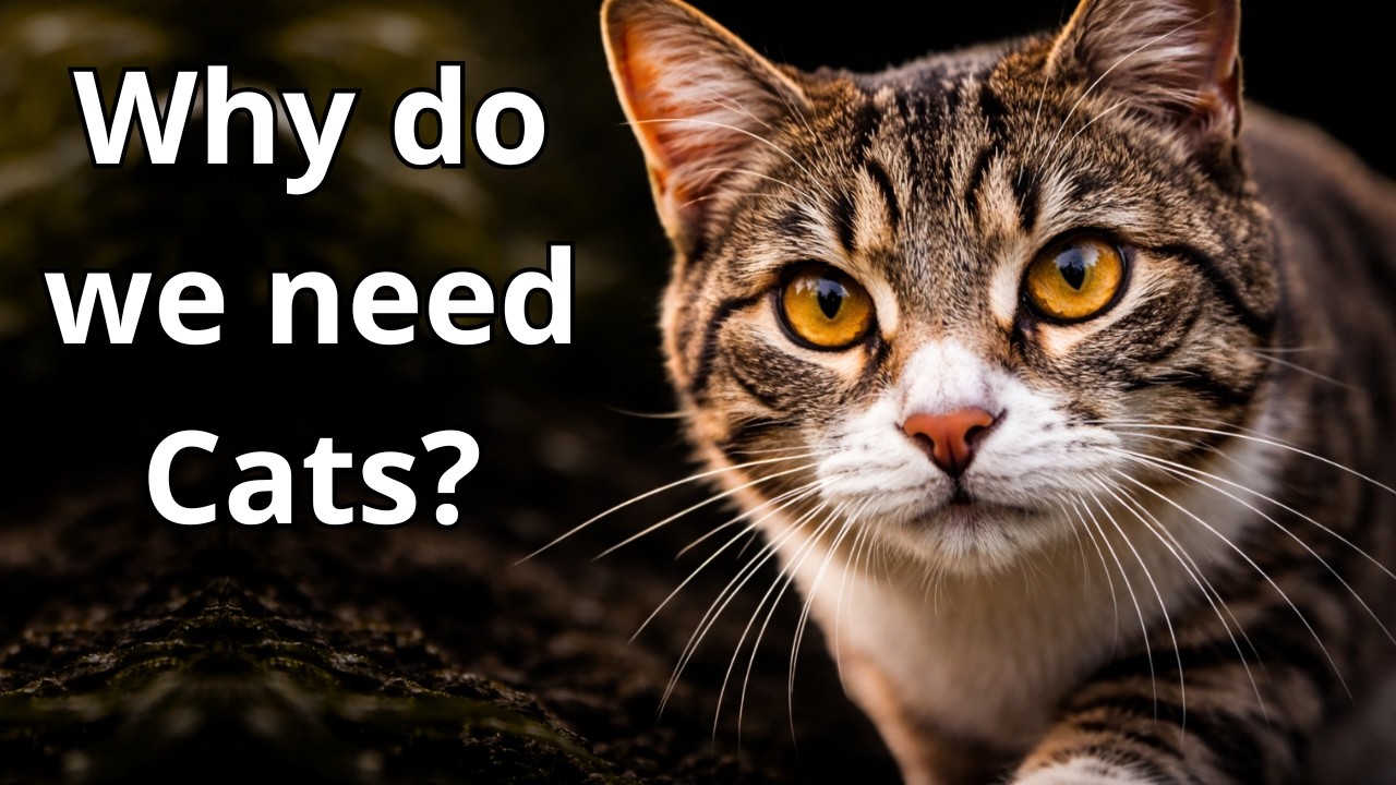 What Happens to Nature Without Cats?