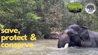 Getting to know our Elephants and their mahouts (ERU Tegalyoso)
