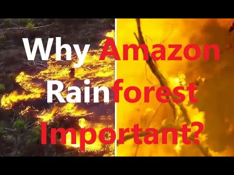 Amazon Rainforest가 중요한 이유는 무엇입니까? 아마존 열대 우림 불타 오르다 : &rsquo;세계의 폐&rsquo;불타다