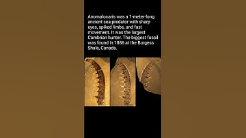 Giant Sea Monster Fossil Discovered! | Prehistoric Predator Revealed #shorts #survival