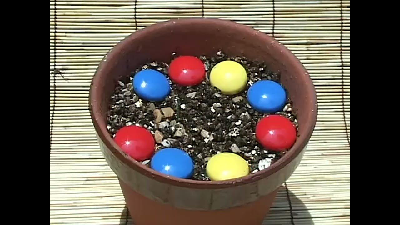 High Quality Version] How to Grow Fukusuke Chrysanthemums | Uchida