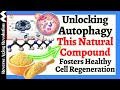 Unlocking autophagy this natural compound fosters healthy cell regeneration