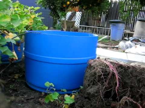 Harvesting Sweet Potato Grown In Container 2 You Harvesting Sweet Potato Grown In Container 2
