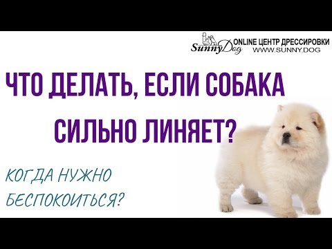 Что делать, если собака сильно линяет? Нужно ли беспокоиться? Ответ ветеринара