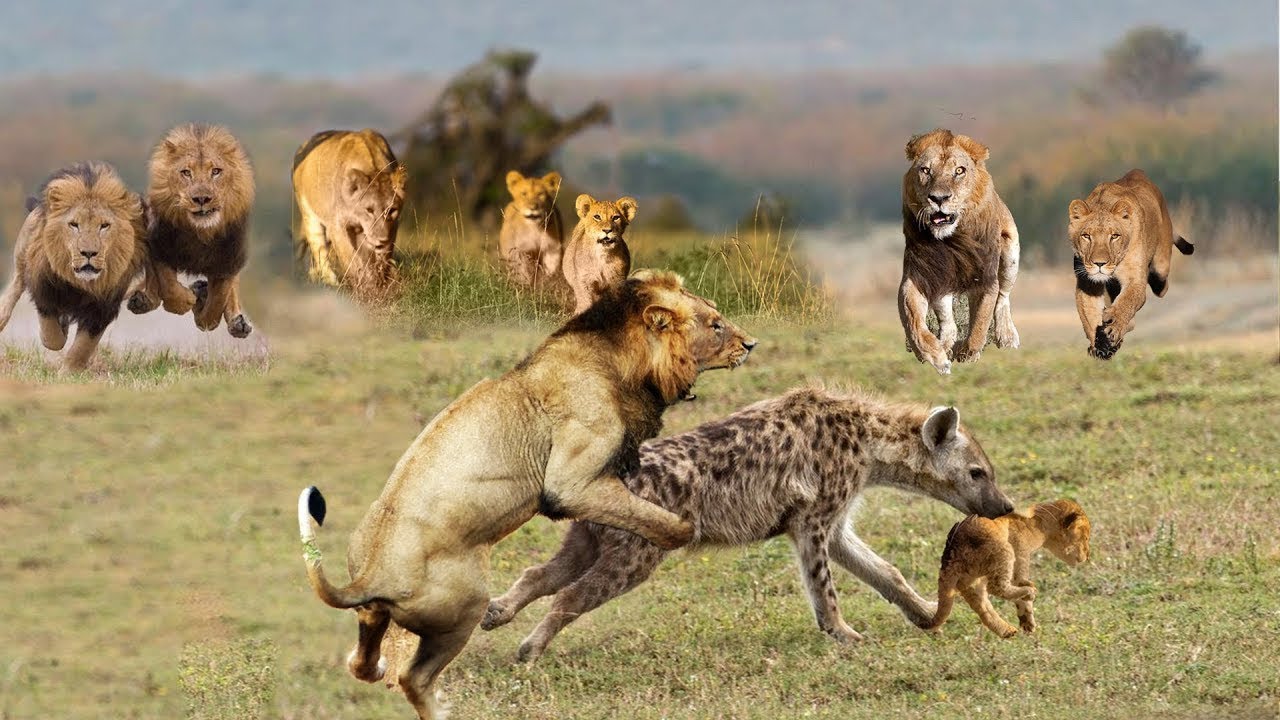 Top 78+ imagen leones cazando hienas