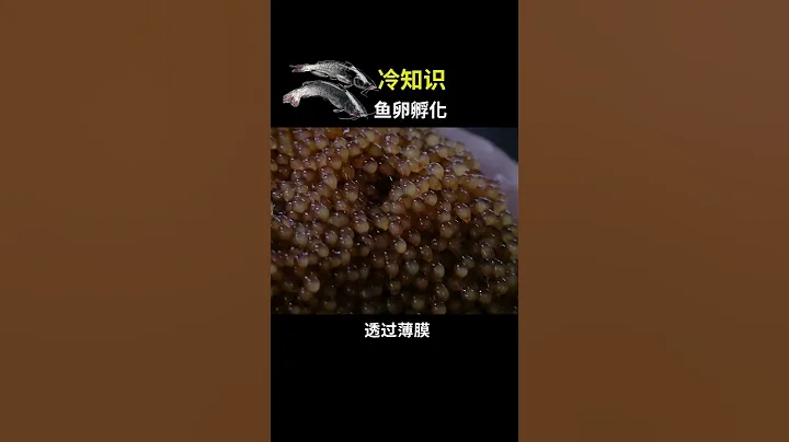溝年的現代化養殖，孵化魚卵這小段很有趣！ #冷知識 #斑點叉尾鮰 - 天天要聞