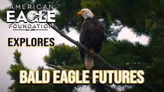 AEF Has Exciting News About Bald Eagle Breeding