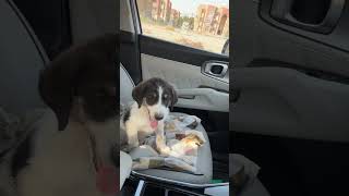 Rabies Vaccination For My Baby Doggy Puppy In Iraq