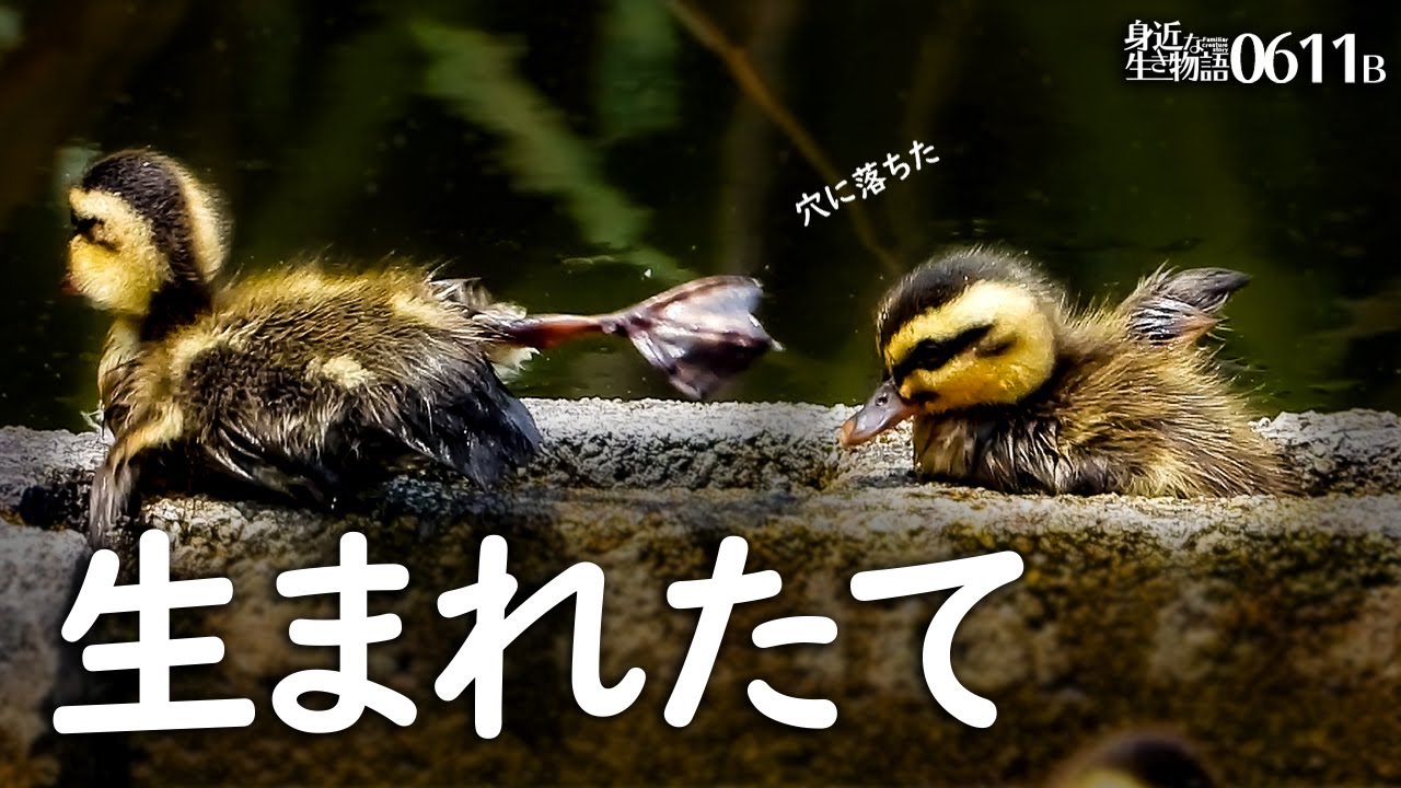 0611b カルガモ親子 生まれたて 雛鳥に捕食したトンボ餌やりバン巣立ち ツル目の一声 赤いカルガモ 引越し練習赤ちゃんカモ達が可愛すぎる 身近な生き物語 カルガモ親子 バン Youtube
