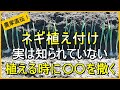 【ネギ栽培】植え方で今後が決まる!失敗しない植え付けのコツ【有機農家直伝!無農薬で育てる家庭菜園】 25/3/15