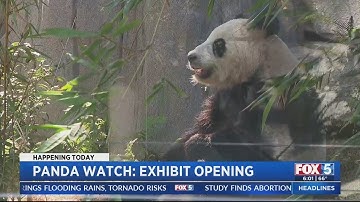 Giant pandas to make public debut at San Diego Zoo