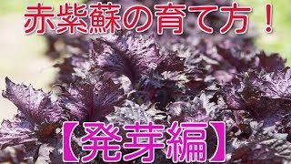 赤紫蘇の育て方（発芽編）How to grow red shiso