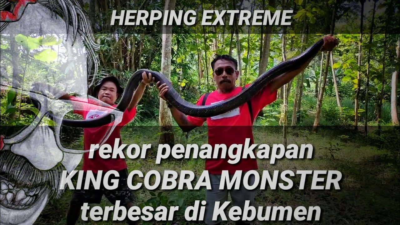 KING COBRA TERBESAR DI KEBUMEN