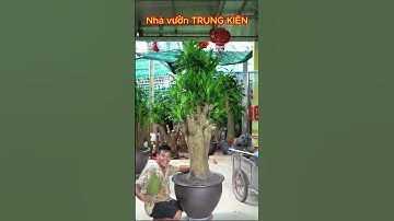 Thiết mộc lan đẹp  #thietmoclan