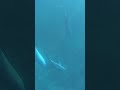 Des Dauphins Chorégraphes