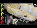 Super Dwarf Reticulated Python, The Best Pet Snake?