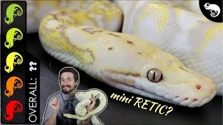 Super Dwarf Reticulated Python, The Best Pet Snake?
