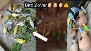 birds ki video