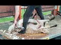 EXPERT SHEEP SHEARING