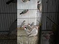 Java Sparrow